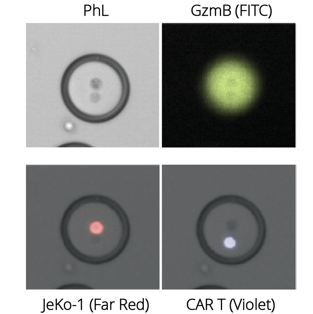  CARt cell - t cell - cancer cell- double emulsion - cell killing